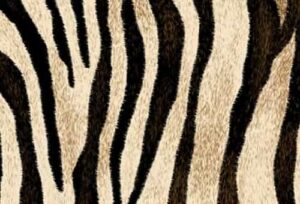 Siser termoadesivo easy pattern wild Zebra