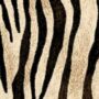 Siser termoadesivo easy pattern wild Zebra