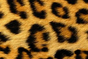Siser termoadesivo easy pattern wild leopard